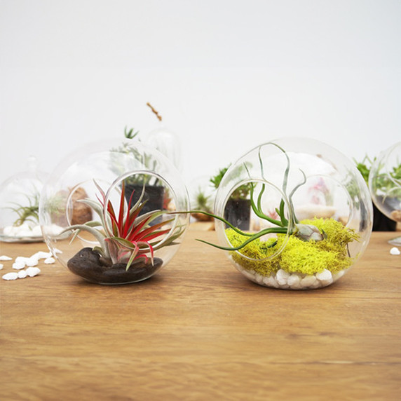 HCH0808 - Crosswinds Double Sided Opening Terrarium - 8" H