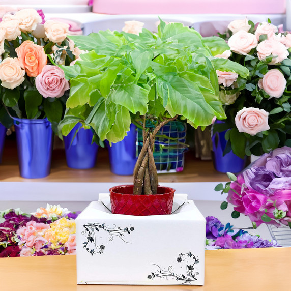 DLBX001 - Floral Delivery Box - 8" (50 Boxes)