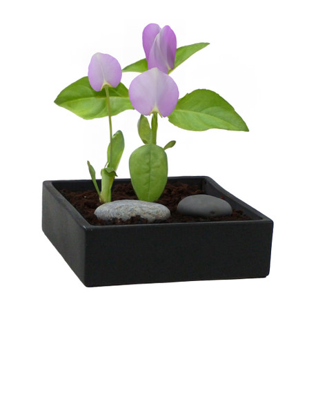 Short Square Ceramic Block Vase - 10" x 4" (Various Colors)