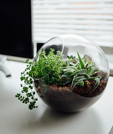 Terrarium