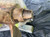 Beneteau 50mm Propeller Aluminum Anode