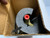 Diamondback BV38BBSI Ball Valve 3/8" OD 800 PSIG