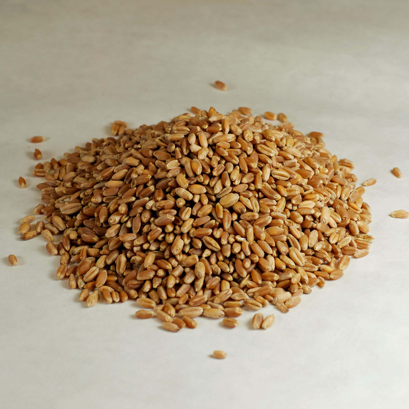 Organic Hard Red Winter Wheat Berries