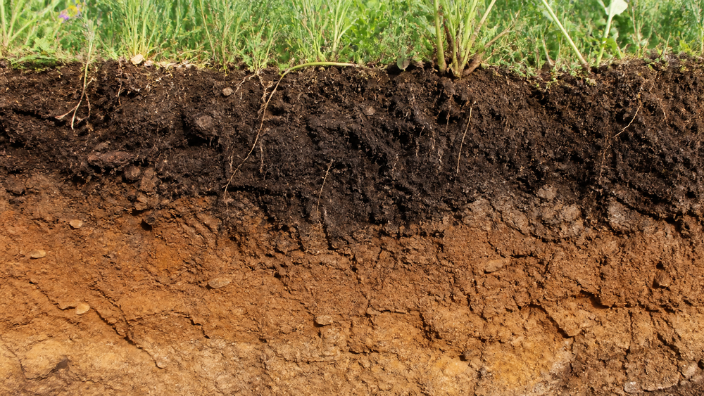 Topsoil vs. Subsoil: Understanding the Key Differences 