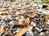 Best Winter Mulch Varieties for Ohio