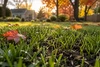 Fall Top Seeding in Ohio: The Right Soil & Seed Mix for a Thicker Lawn by Spring