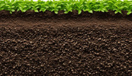 Topsoil vs. Subsoil: Understanding the Key Differences 