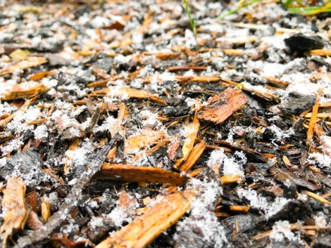 Best Winter Mulch Varieties for Ohio