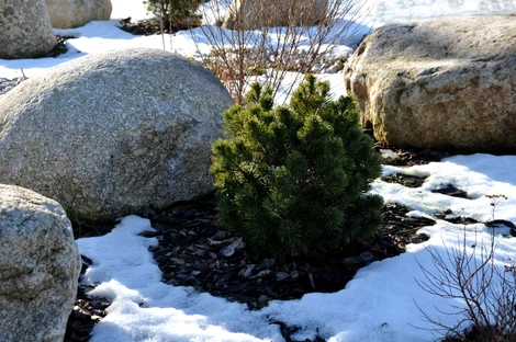 When do I apply winter mulch before or after the first hard freeze in Northeast Ohio? 