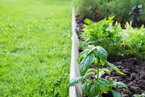 Topsoil Amendments for Heat-Stressed Gardens – Boosting Summer Soil Health 