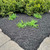 Double Shred Dyed Mulch