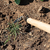 AML ACW60 CAPE CODE WEEDER 60IN WOOD HANDLE
