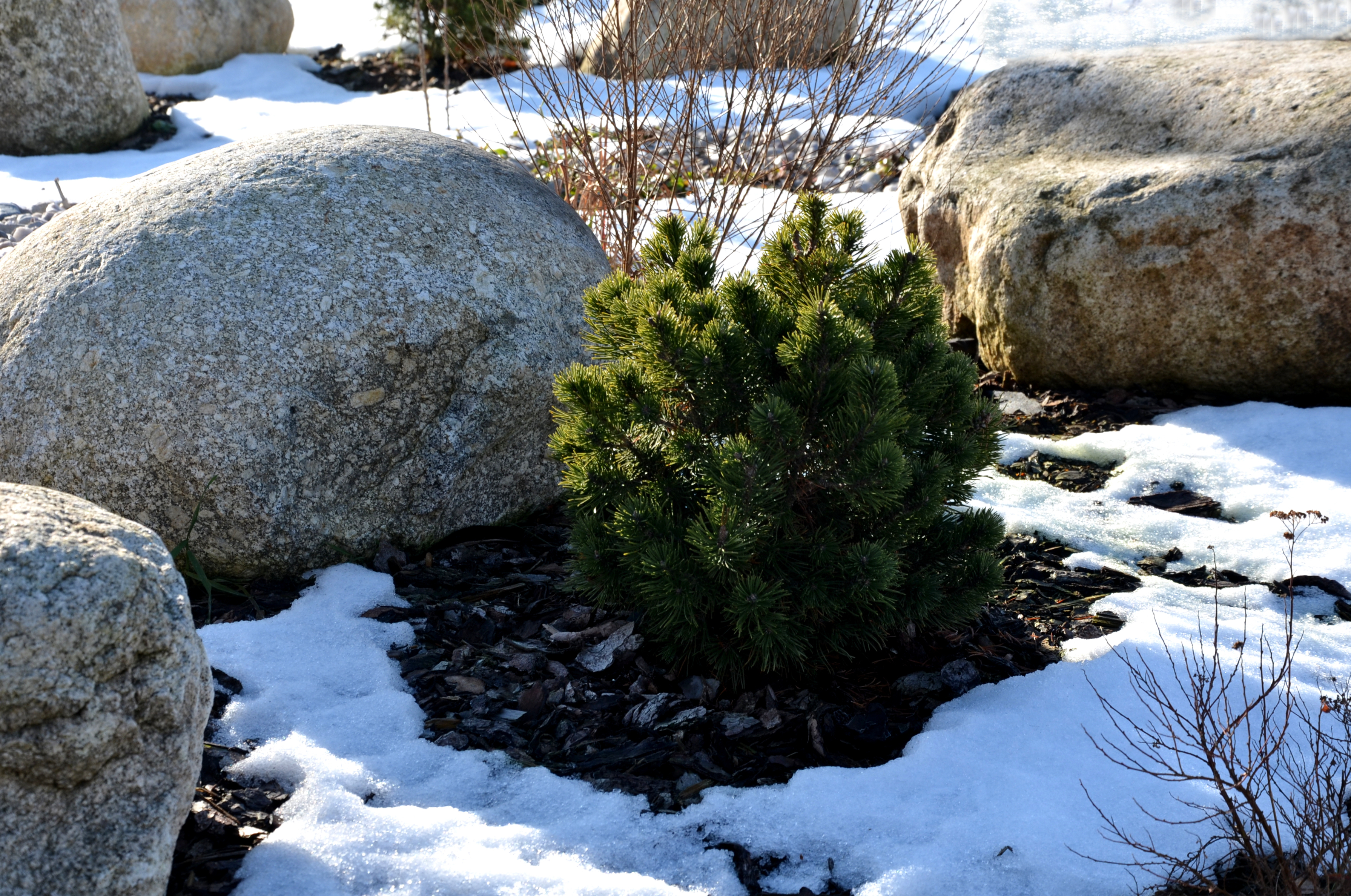 When do I apply winter mulch before or after the first hard freeze in Northeast Ohio? 
