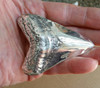 Megalodon in sterling shown with high polish finish