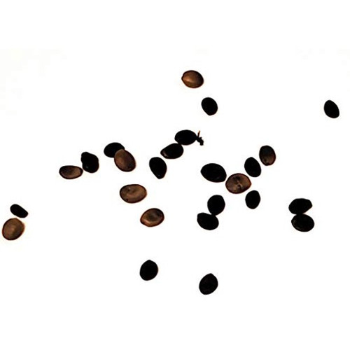 Chinese Redbud (25 Seeds)