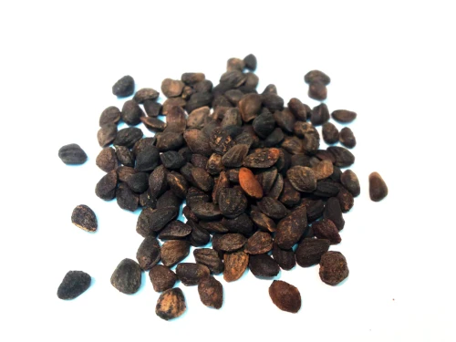 Loblolly Pine (25 seeds)