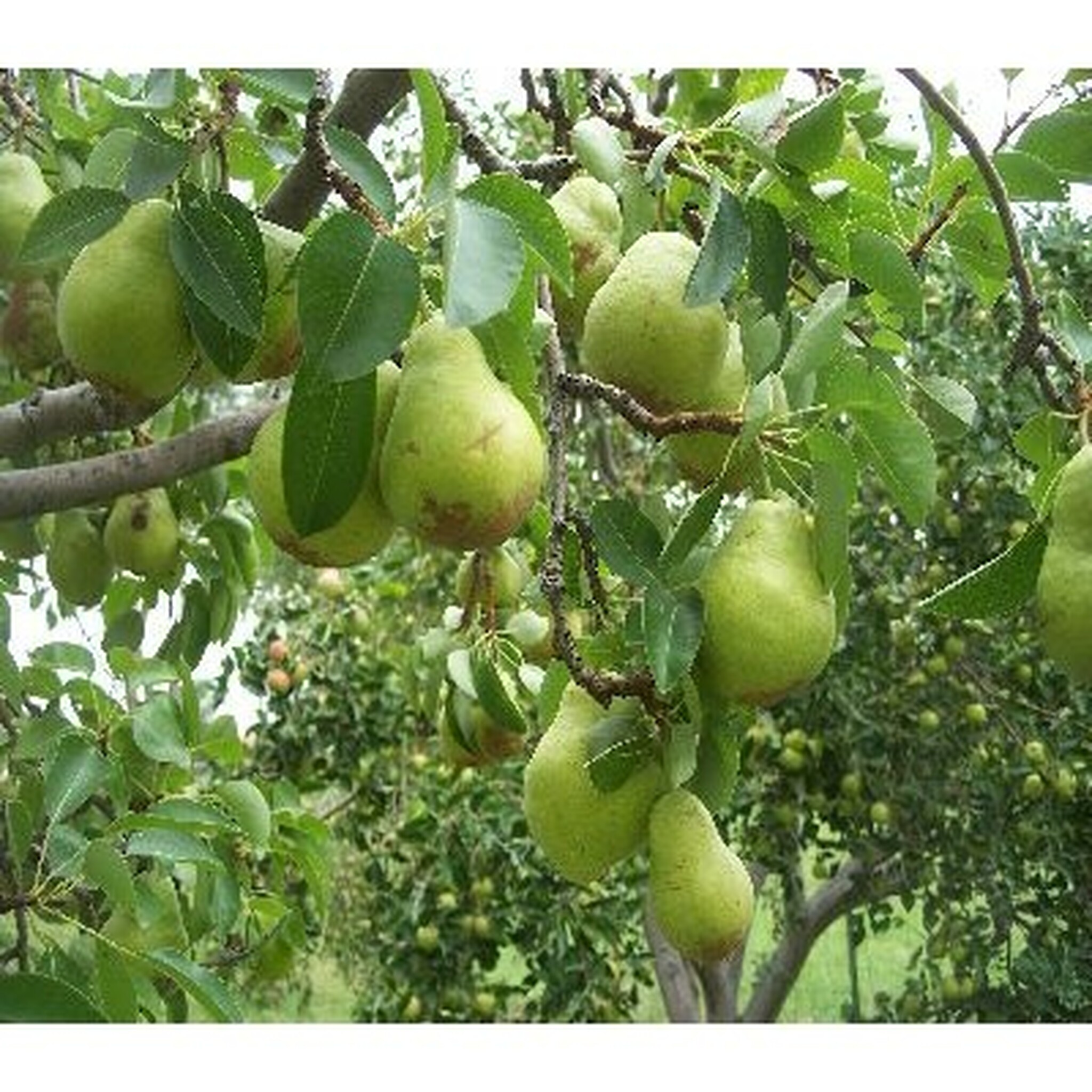Bartlett Pear (25 seeds)