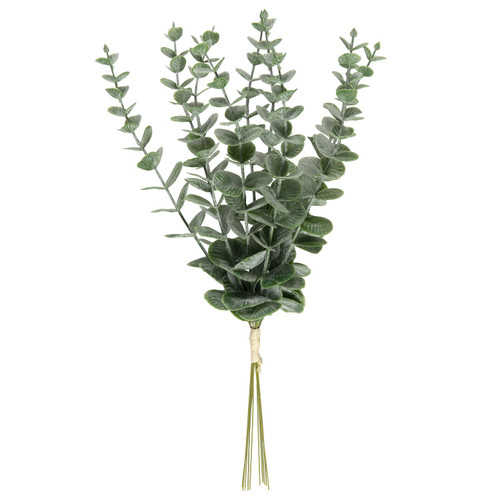 Eucalyptus Stem