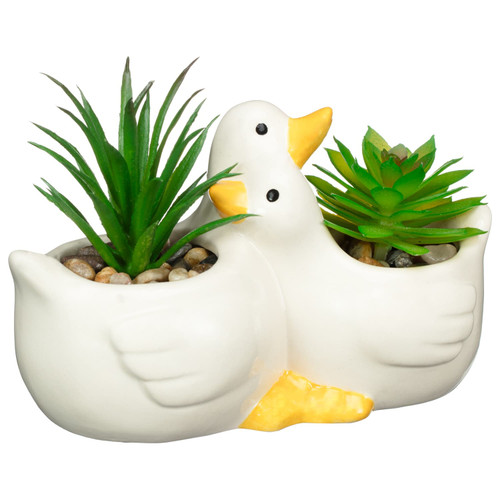 Hugging Ducks Succulent