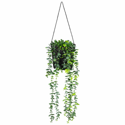 Hanging Eucalyptus in Black Pot