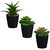 Basic Succulent In Black Pot - Assorted
