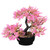 Pink Bonsai Tree