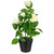 Rose Plant - White