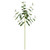 Eucalyptus Stem