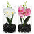 Orchid in Glass Jar - White