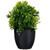 Potted Plant 20cm