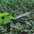 Rolson 2-in-1 Cordless Grass Shear Hedge Trimmer Set