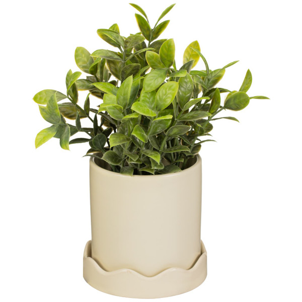 Foliage in Pot with Scalloped Edge Tray