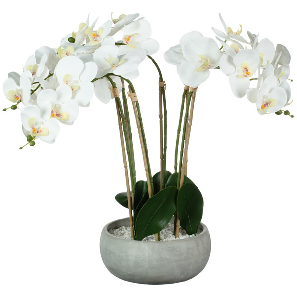 Large Orchid in Pot