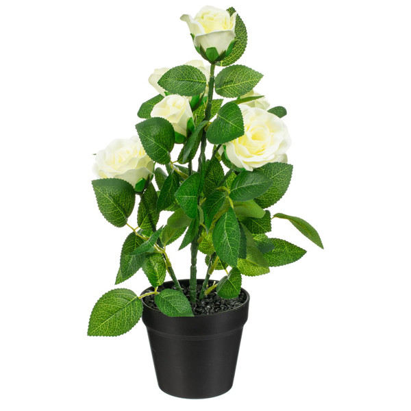Rose Plant - White