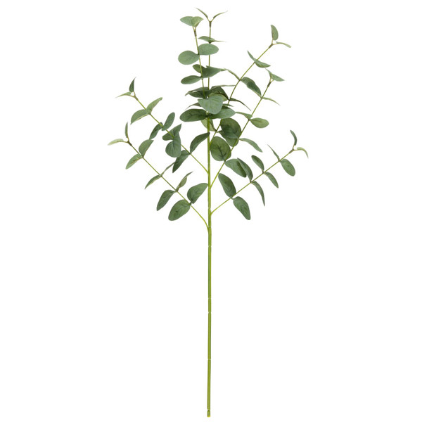 Eucalyptus Stem