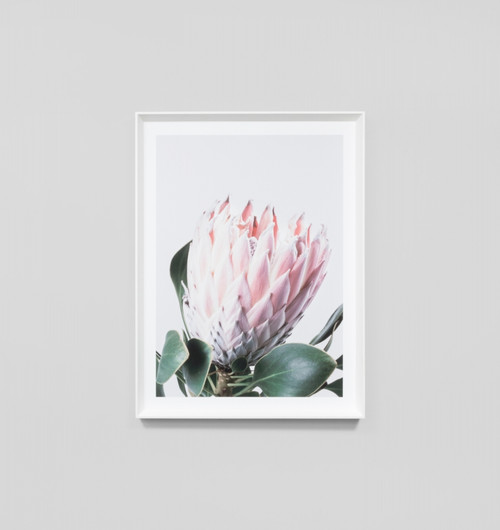 NATIVE PROTEA