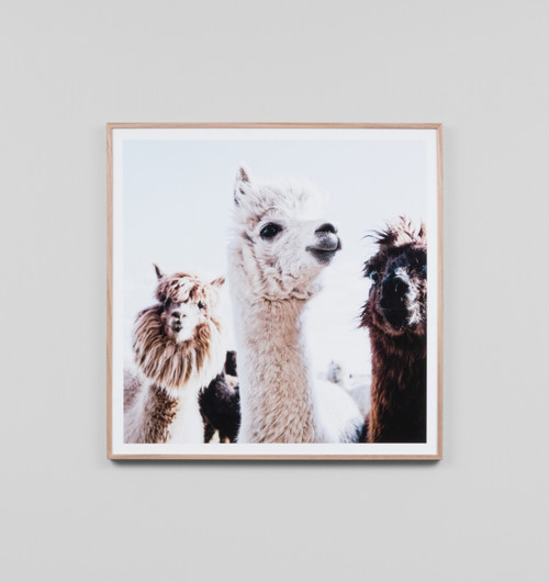 Llama Friends