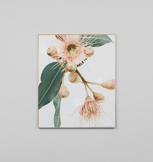 Eucalyptus Flower 1 Canvas
