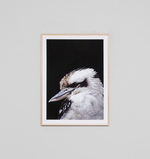 Kookaburra Black