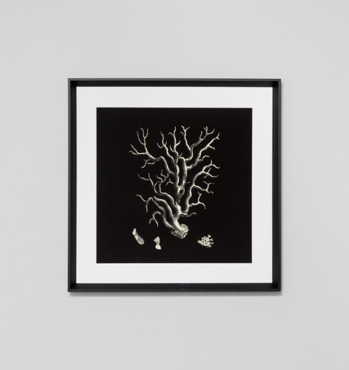 Black and Tan Coral 1