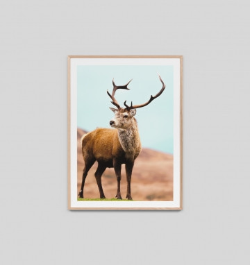 NORTHERN ELK