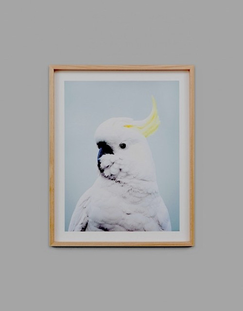COCKATOO BLUE