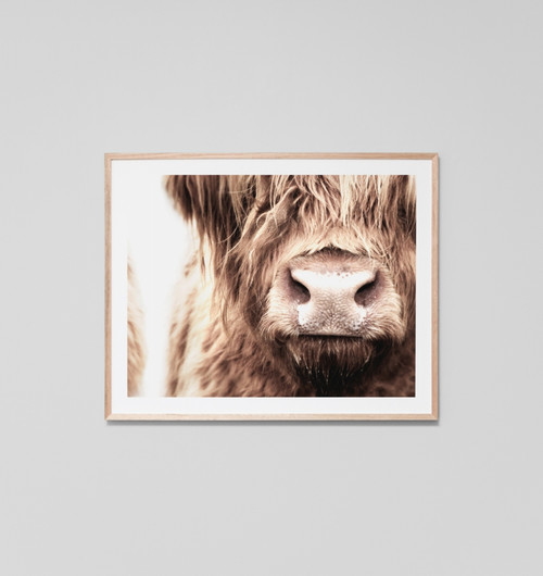 Highland Cow Nose
