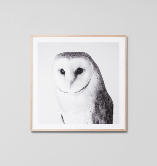 Barn Owl Grey