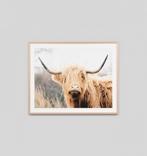 Highland Bovine