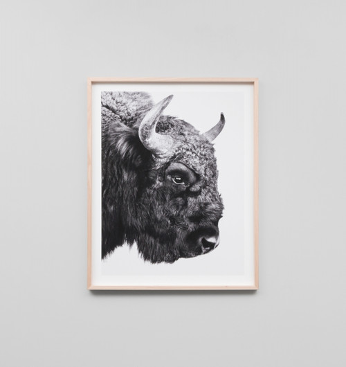 BISON