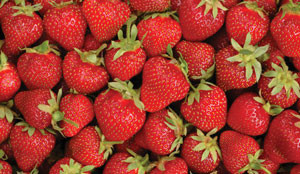 EVERBEARING STRAWBERRIES