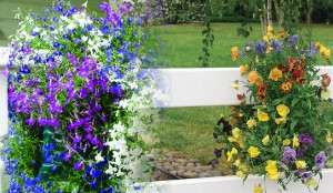 TWO SUN-LOVING SADDLEBAGS/MIXED PANSY & MIXED LOBE