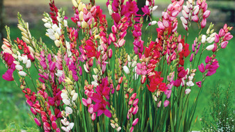 MIXED IXIA