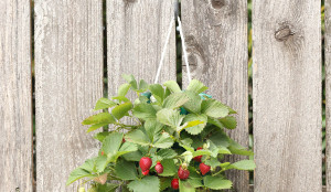 HANGING STRAWBERRY KIT